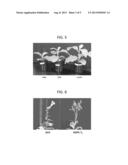 GGPS GENE FOR PROMOTIMG HIGHER GROWTH OR BIOMASS OF PLANT AND USE THEREOF diagram and image