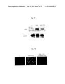 NEAR INFRARED FLUORESCENT PARTICLES AND USES THEREOF diagram and image