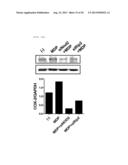  Pharmaceutical Composition Comprising Stem Cells Treated with NOD2     Agonist or Culture Thereof for Prevention and Treatment of Immune     Disorders and Inflammatory Diseases  diagram and image