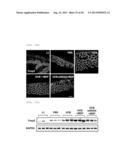  Pharmaceutical Composition Comprising Stem Cells Treated with NOD2     Agonist or Culture Thereof for Prevention and Treatment of Immune     Disorders and Inflammatory Diseases  diagram and image