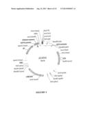 I-CREI HOMING ENDONUCLEASE VARIANTS HAVING NOVEL CLEAVAGE SPECIFICITY AND     USE THEREOF diagram and image