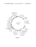 I-CREI HOMING ENDONUCLEASE VARIANTS HAVING NOVEL CLEAVAGE SPECIFICITY AND     USE THEREOF diagram and image