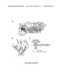 I-CREI HOMING ENDONUCLEASE VARIANTS HAVING NOVEL CLEAVAGE SPECIFICITY AND     USE THEREOF diagram and image