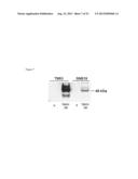 METHODS AND KITS USED IN IDENTIFYING GLIOBLASTOMA diagram and image