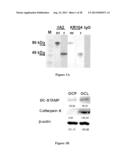 DC-STAMP ANTIBODIES diagram and image