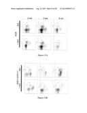 DC-STAMP ANTIBODIES diagram and image