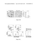 DC-STAMP ANTIBODIES diagram and image