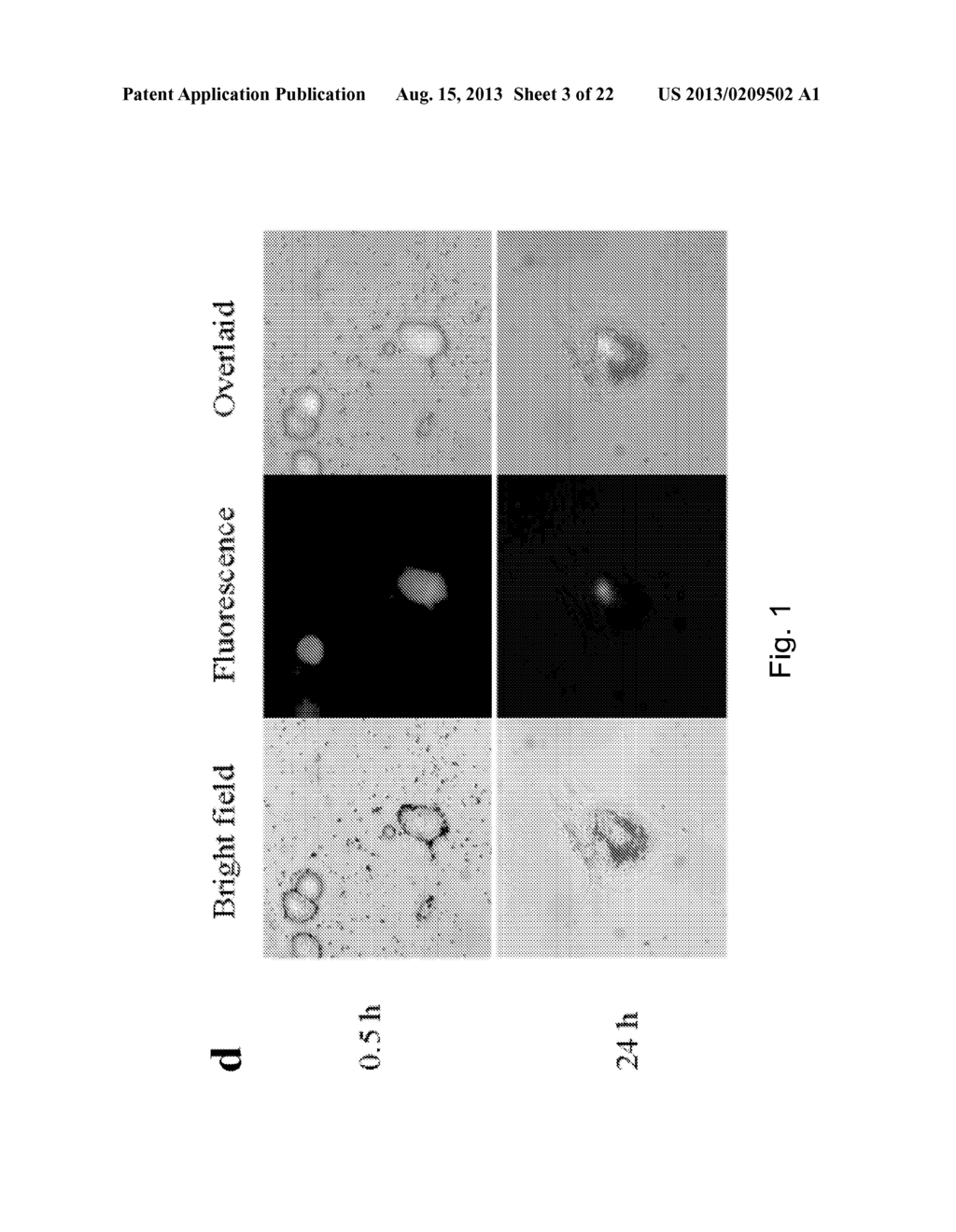 ALUMINA NANOPARTICLE BIOCONJUGATES AND METHODS OF STIMULATING AN IMMUNE     RESPONSE USING SAID BIOCONJUGATES - diagram, schematic, and image 04