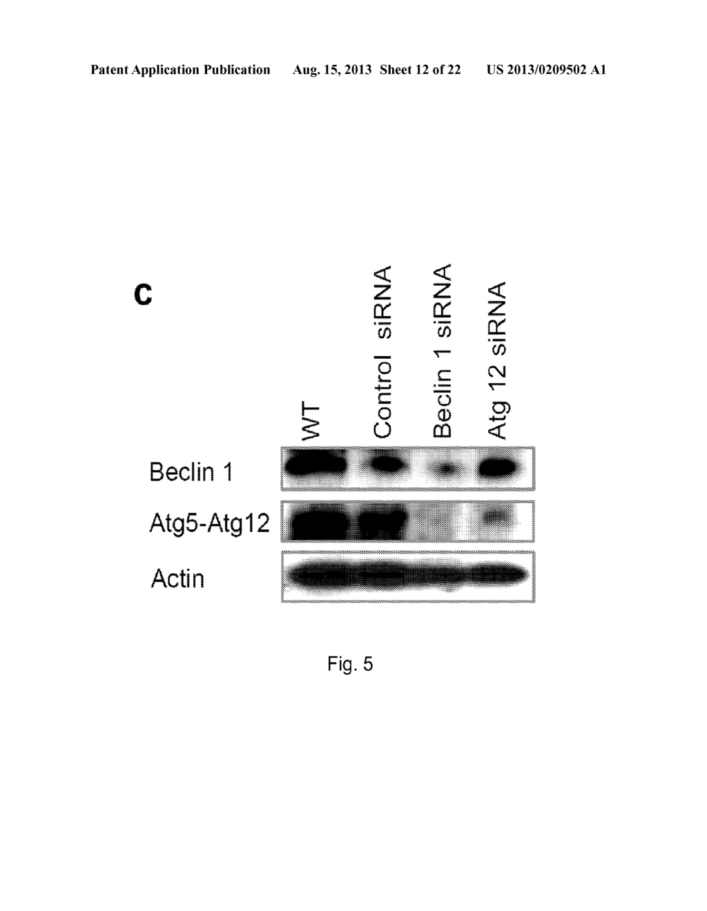 ALUMINA NANOPARTICLE BIOCONJUGATES AND METHODS OF STIMULATING AN IMMUNE     RESPONSE USING SAID BIOCONJUGATES - diagram, schematic, and image 13