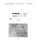 MICROVESICLES CARRYING SMALL INTERFERING RNAS, PREPARATION METHODS AND     USES THEREOF diagram and image