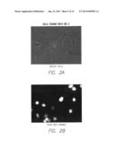 FLUORESCENT DYES diagram and image