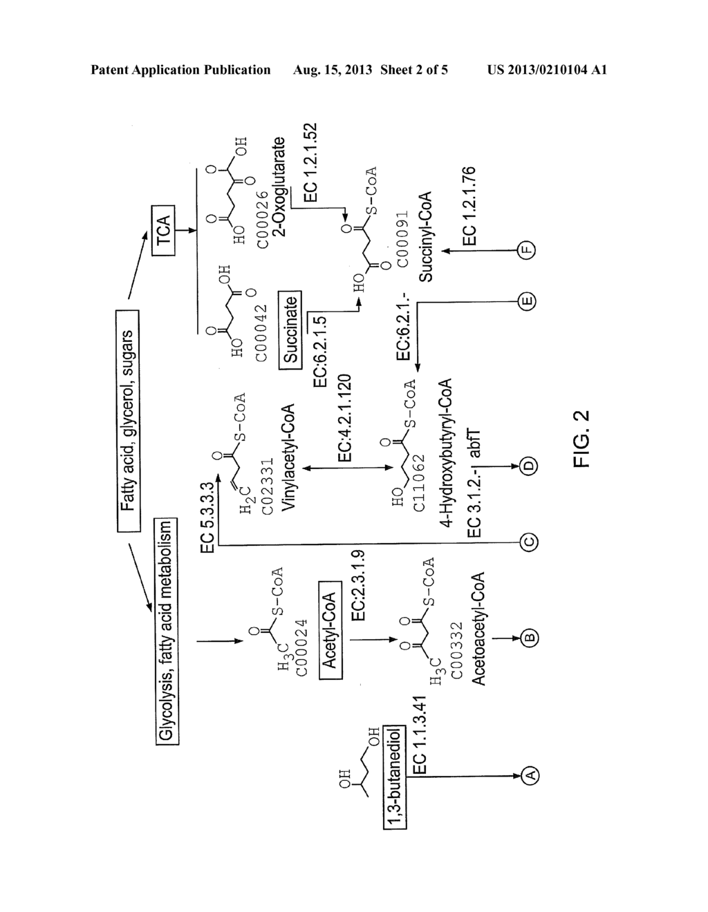 METHODS OF PRODUCING FOUR CARBON MOLECULES - diagram, schematic, and image 03