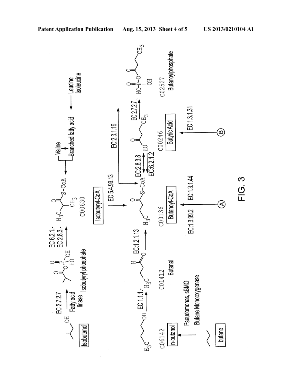 METHODS OF PRODUCING FOUR CARBON MOLECULES - diagram, schematic, and image 05