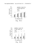 Hybrid Superparamagnetic Iron Oxide Nanoparticles and Polyethylenimine as     a Magnetocomplex for Gene Transfection diagram and image