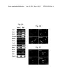 GENERATION OF INNER EAR CELLS diagram and image