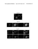 GENERATION OF INNER EAR CELLS diagram and image