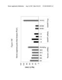 siRNA Targeting Myeloid Differentiation Primary Response Gene (88) (MYD88) diagram and image