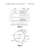 RECOMBINANT VIRUSES AND THEIR USE FOR TREATMENT OF ATHEROSCLEROSIS AND     OTHER FORMS OF CORONARY ARTERY DISEASE AND METHOD, REAGENT, AND KIT FOR     EVALUATING SUSCEPTIBILITY TO SAME diagram and image