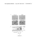 Nitrated Lipids and Methods of Making and Using Thereof diagram and image