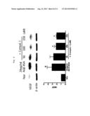 NOVEL BIPHENYL COMPOUND OR PHARMACEUTICALLY ACCEPTABLE SALT THEREOF,     METHOD FOR PREPARING NOVEL BIPHENYL COMPOUND OR PHARMACEUTICALLY     ACCEPTABLE SALT THEREOF, AND PHARMACEUTICAL COMPOSITION CONTAINING SAME     AS ACTIVE INGREDIENT FOR PREVENTING OR TREATING DIABETES COMPLICATIONS diagram and image