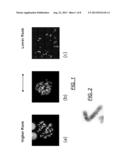 Centromere Detector and Method for Determining Radiation Exposure From     Chromosome Abnormalities diagram and image