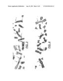 Centromere Detector and Method for Determining Radiation Exposure From     Chromosome Abnormalities diagram and image