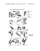 Centromere Detector and Method for Determining Radiation Exposure From     Chromosome Abnormalities diagram and image