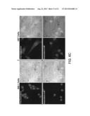 AMPHIPHILIC POLYMERS AND METHODS OF USE THEREOF diagram and image