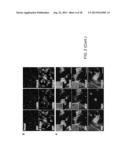 Methods for Generating Cardiomyocytes diagram and image