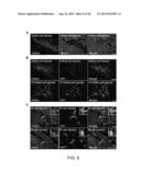 Methods for Generating Cardiomyocytes diagram and image