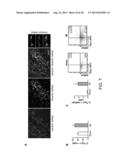 Methods for Generating Cardiomyocytes diagram and image