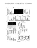 Methods for Generating Cardiomyocytes diagram and image