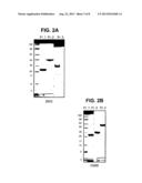 IMMUNOGENIC PROTEINS AND COMPOSITIONS diagram and image