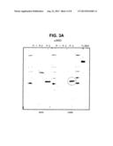 IMMUNOGENIC PROTEINS AND COMPOSITIONS diagram and image