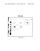 IMMUNOGENIC PROTEINS AND COMPOSITIONS diagram and image