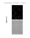 COMPOSITIONS AND METHODS FOR PRODUCING DENDRITIC CELLS diagram and image