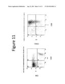 COMPOSITIONS AND METHODS FOR PRODUCING DENDRITIC CELLS diagram and image