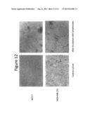 COMPOSITIONS AND METHODS FOR PRODUCING DENDRITIC CELLS diagram and image