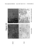 COMPOSITIONS AND METHODS FOR PRODUCING DENDRITIC CELLS diagram and image