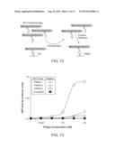 ELECTRICALLY CONDUCTIVE POLYMER NANOWIRES WITH INCORPORATED VIRUSES diagram and image