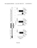 GENERATION OF ANTERIOR FOREGUT ENDODERM FROM PLURIPOTENT CELLS diagram and image