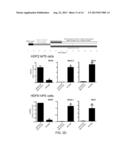 GENERATION OF ANTERIOR FOREGUT ENDODERM FROM PLURIPOTENT CELLS diagram and image