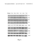 METHOD FOR DETECTING AND EXAMINING TRAUMATIC BRAIN INJURY IN VITRO diagram and image