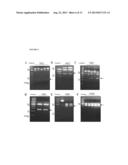 AUTO-DEVELOPING AND REGULARLY-WEIGHTED PROTEIN MOLECULAR WEIGHT MARKER KIT     AND METHOD FOR PREPARING THE SAME diagram and image