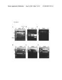 AUTO-DEVELOPING AND REGULARLY-WEIGHTED PROTEIN MOLECULAR WEIGHT MARKER KIT     AND METHOD FOR PREPARING THE SAME diagram and image