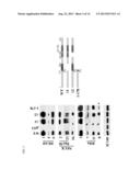 DPY-30 Binding Peptides diagram and image