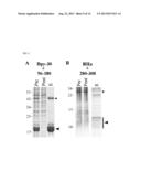 DPY-30 Binding Peptides diagram and image