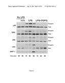 Surfactant Lipids, Compositions Thereof, and Uses Thereof diagram and image