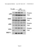Surfactant Lipids, Compositions Thereof, and Uses Thereof diagram and image