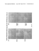 Surfactant Lipids, Compositions Thereof, and Uses Thereof diagram and image